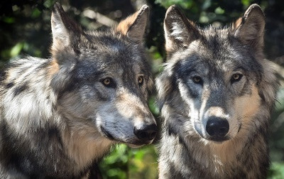 The wolf - ancestor of our domestic dogs